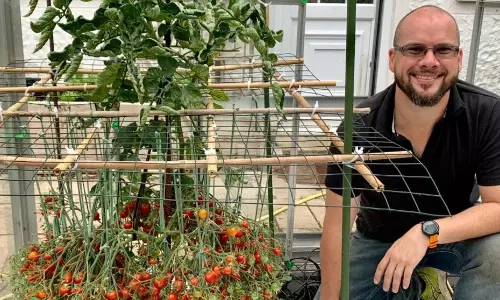 ഒറ്റച്ചെടിയില്‍ 1269 തക്കാളികള്‍; ഗിന്നസില്‍ ഇടം പിടിച്ച് ബ്രിട്ടീഷ് കര്‍ഷകന്‍