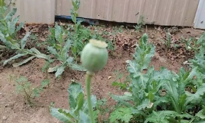 അടുക്കളത്തോട്ടത്തിൽ കറുപ്പ് വളര്ത്തി; കുവൈത്തില് ഇന്ത്യക്കാര് അറസ്റ്റില് അടുക്കളത്തോട്ടത്തിൽ കറുപ്പ് വളര്ത്തി; കുവൈത്തില് ഇന്ത്യക്കാര് അറസ്റ്റില്