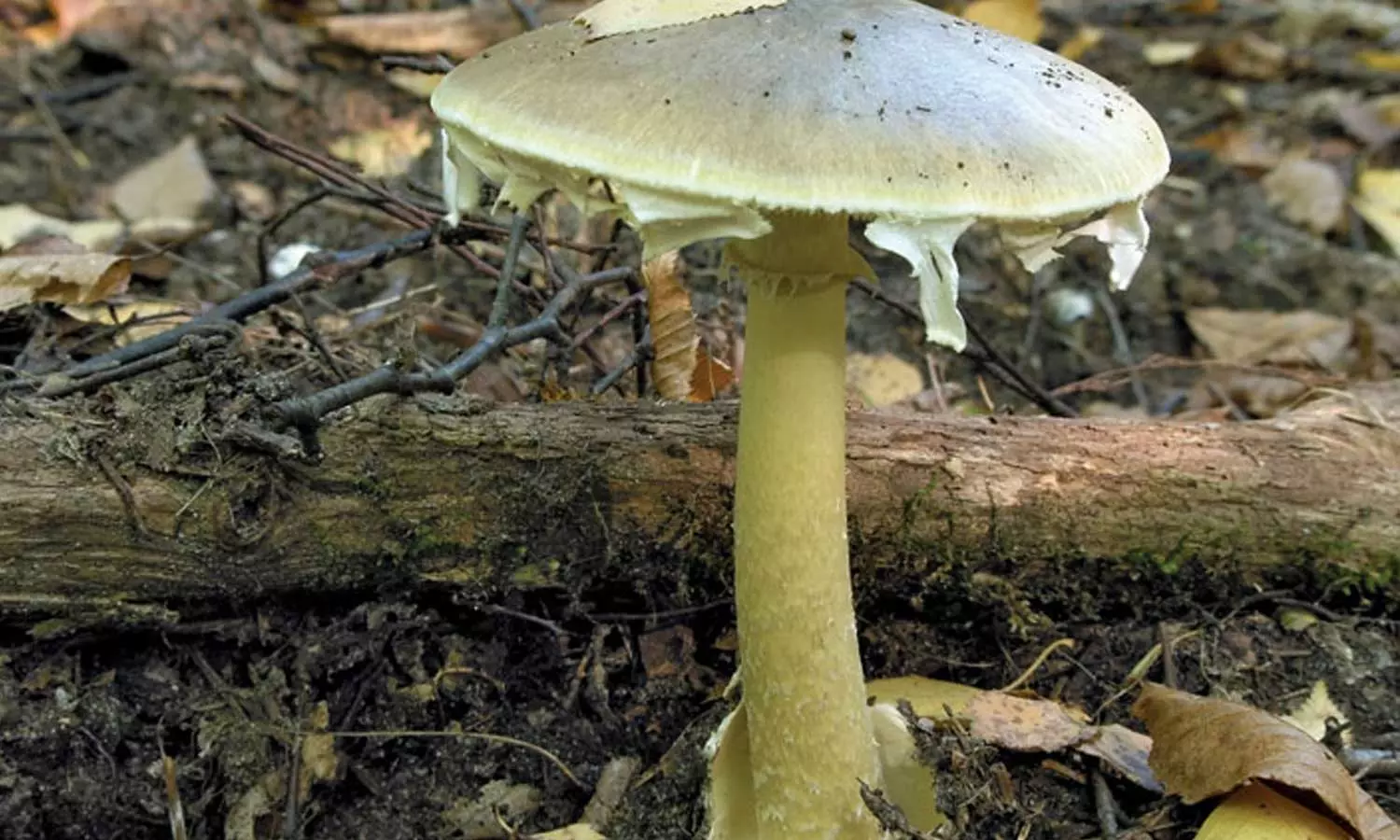 വിഷക്കൂൺ കഴിച്ച് 13 പേർക്ക് ദാരുണാന്ത്യം; നിരവധിപേര് ആശുപത്രിയിൽ വിഷക്കൂൺ കഴിച്ച് 13 പേർക്ക് ദാരുണാന്ത്യം; നിരവധിപേര് ആശുപത്രിയിൽ