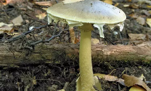 വിഷക്കൂൺ കഴിച്ച് 13 പേർക്ക് ദാരുണാന്ത്യം; നിരവധിപേര്‍ ആശുപത്രിയിൽ