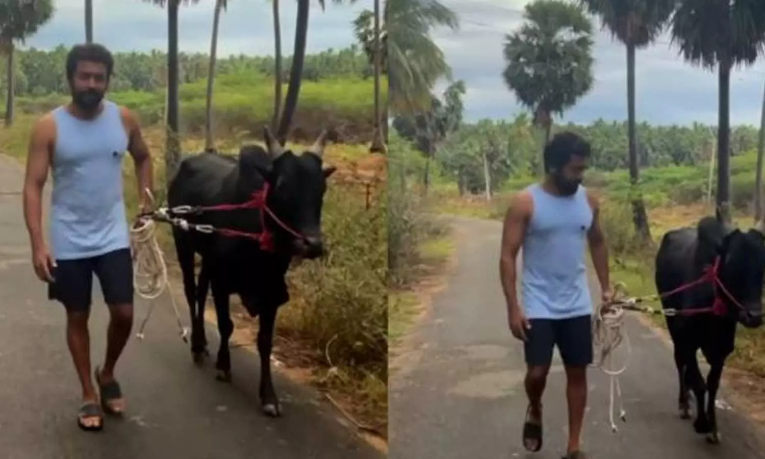 കാളയെ തെളിച്ച്  നടു റോഡിൽ സൂര്യ; വ്യത്യസ്തമായി പുതുവർഷ ആശംസ നേർന്ന് താരം- വീഡിയോ