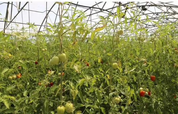 കർഷകരെ ചതിച്ച് വേനൽമഴ; വിഷു- ഈസ്റ്റർ വിപണി കീഴടക്കി ഇതരസംസ്ഥാന പച്ചക്കറികൾ കർഷകരെ ചതിച്ച് വേനൽമഴ; വിഷു- ഈസ്റ്റർ വിപണി കീഴടക്കി ഇതരസംസ്ഥാന പച്ചക്കറികൾ