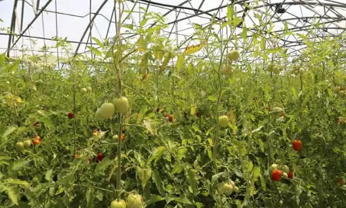 കർഷകരെ ചതിച്ച് വേനൽമഴ; വിഷു- ഈസ്റ്റർ വിപണി കീഴടക്കി ഇതരസംസ്ഥാന പച്ചക്കറികൾ