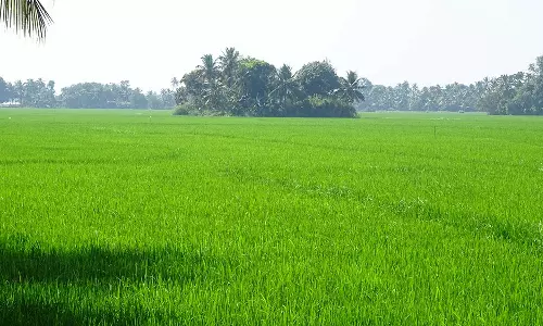 വേനൽമഴ കനത്തതോടെ കുട്ടനാട്ടിലും അപ്പർകുട്ടനാട്ടിലും കൊയ്ത്ത് പ്രതിസന്ധിയിൽ