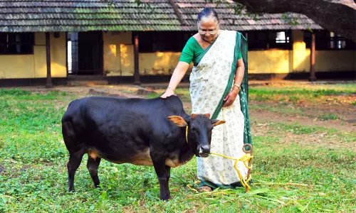 നാടൻ പശുക്കളുടെ സംരക്ഷണത്തിലെ ശോശാമ്മ മാതൃക