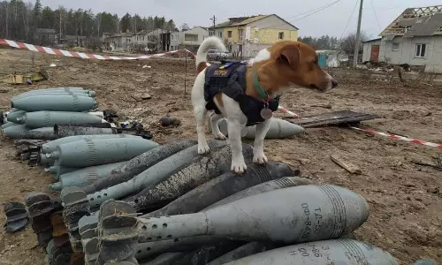 റഷ്യൻ സ്‌ഫോടക വസ്തുക്കൾ മണത്തറിഞ്ഞ് 2 വയസ്സുള്ള യുക്രൈനിയന്‍ നായ, സോഷ്യല്‍ മീഡിയയില്‍ ഹീറോ