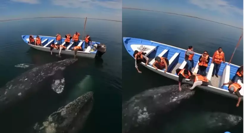 ബോട്ടിനരികില്‍ മൂന്നു കൂറ്റന്‍ തിമിംഗലങ്ങള്‍; തൊട്ടുതലോടി യാത്രക്കാര്‍, വീഡിയോ