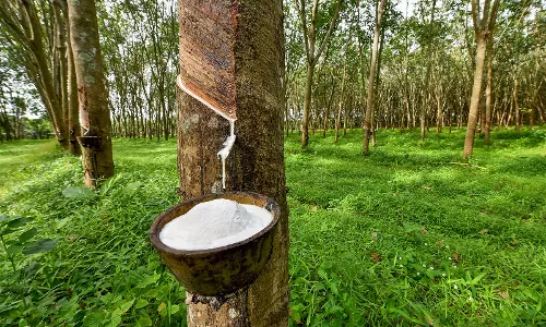 കാലാവസ്ഥയിലുണ്ടായ മാറ്റം റബർ കർഷകർക്ക് തിരിച്ചടിയുണ്ടാകുന്നു