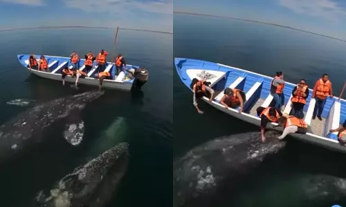 ബോട്ടിനരികില്‍ മൂന്നു കൂറ്റന്‍ തിമിംഗലങ്ങള്‍; തൊട്ടുതലോടി യാത്രക്കാര്‍, വീഡിയോ