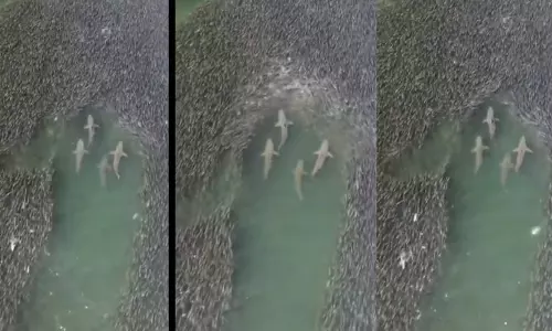 കടല്‍പ്പരവതാനി പോലെ മത്സ്യക്കൂട്ടം; കീറിമുറിച്ച് നീന്തുന്ന സ്രാവുകള്‍, രണ്ട് മില്യണലധികം കാഴ്ചക്കാരുമായി വീഡിയോ