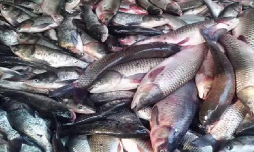 ഓപ്പറേഷന്‍ മത്സ്യ: കേടായ 1925 കിലോ മത്സ്യം പിടിച്ചെടുത്തു