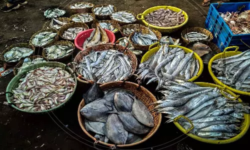 ഓപ്പറേഷൻ മത്സ്യ: പിടിച്ചെടുത്തത് 1707 കിലോ കേടായ മത്സ്യം ഓപ്പറേഷൻ മത്സ്യ: പിടിച്ചെടുത്തത് 1707 കിലോ കേടായ മത്സ്യം