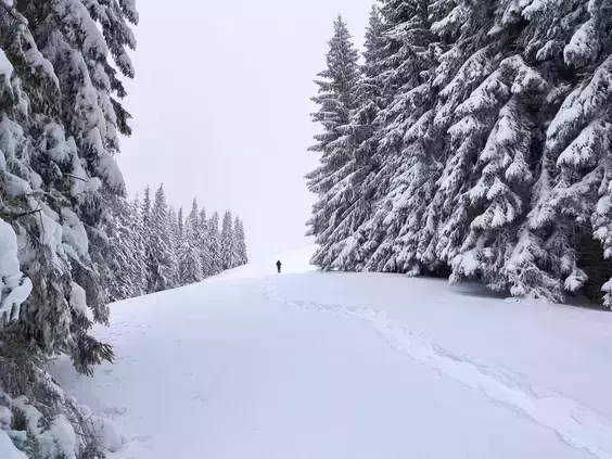 ആറു ദിവസം കൊടുമഞ്ഞില്‍ ; മഞ്ഞും യോഗര്‍ട്ടും ഭക്ഷണം, ഇത് 52കാരിയുടെ അതിജീവനത്തിന്‍റെ കഥ