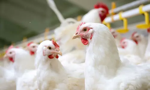 ജീവനുള്ള കോഴിയെ തൂവല്‍ പറിച്ച് കഷണങ്ങളാക്കി; യുവാവിനെതിരെ കര്‍ശന നടപടി സ്വീകരിക്കണമെന്ന് ചിക്കൻ വ്യാപാരി സമിതി