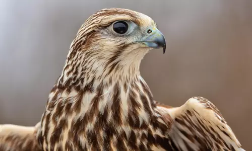 ഫാൽക്കൺ പക്ഷികളുടെ പാസ്സ്‌പോർട്ട് വിതരണ ചുമതല   വൈൽഡ് ലൈഫ് മോണിറ്ററിങ് വിഭാഗത്തിന്