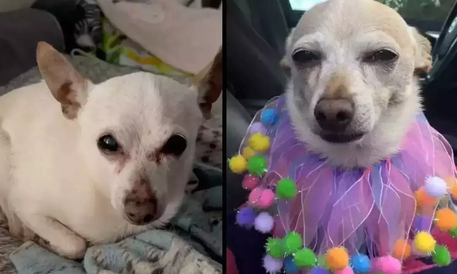 ലോകത്തിലെ ഏറ്റവും പ്രായം കൂടിയ നായ; ഗിന്നസില്‍ ഇടം പിടിച്ച് ടോബികീത്ത്