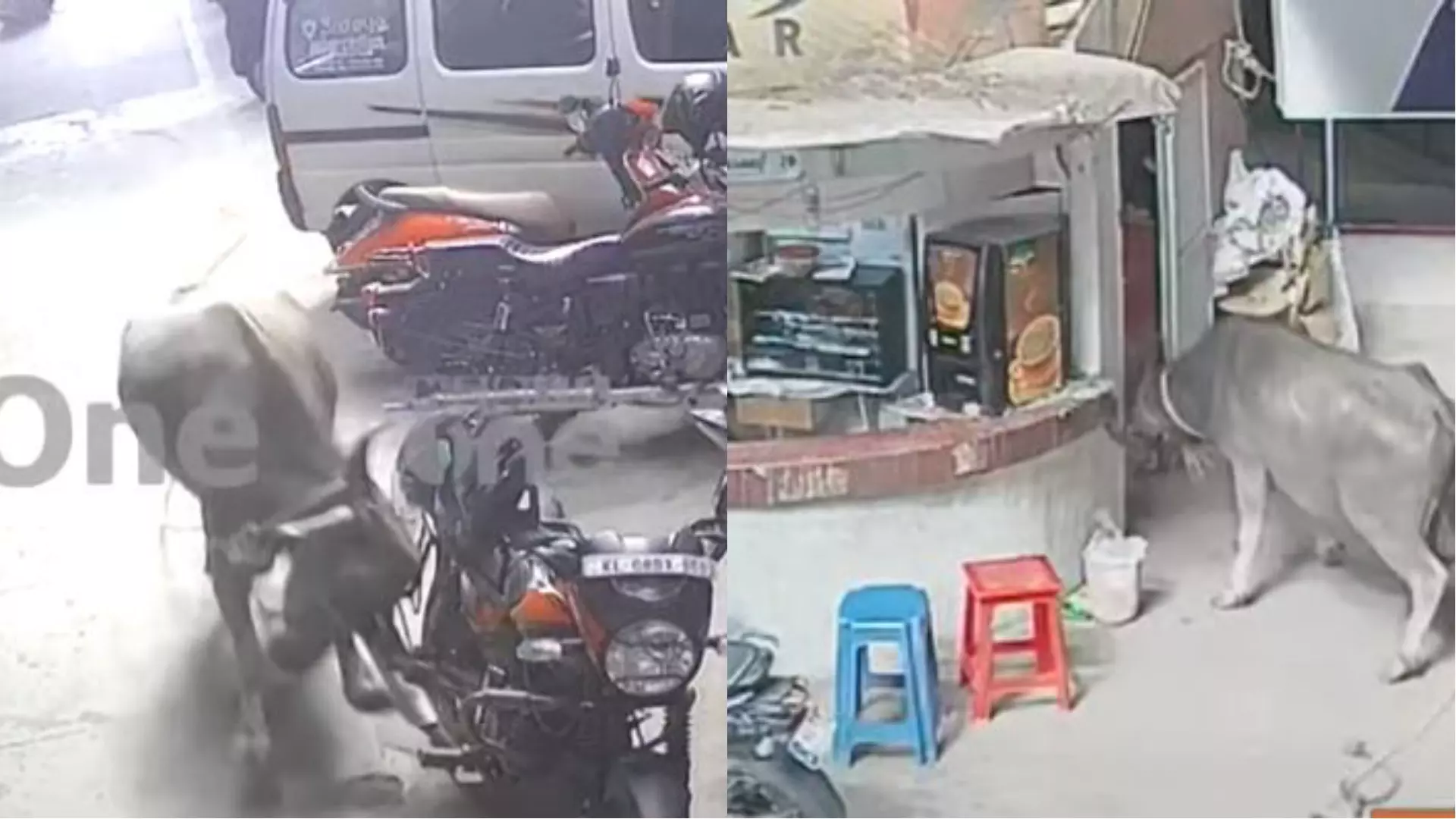 തൃശൂരിൽ പോത്തിന്റെ പരാക്രമം; വ്യാപാര സമുച്ചയത്തിൽ ഓടിക്കയറി, നിരവധിപേരെ കുത്തി പരിക്കേൽപ്പിച്ചു തൃശൂരിൽ പോത്തിന്റെ പരാക്രമം; വ്യാപാര സമുച്ചയത്തിൽ ഓടിക്കയറി, നിരവധിപേരെ കുത്തി പരിക്കേൽപ്പിച്ചു