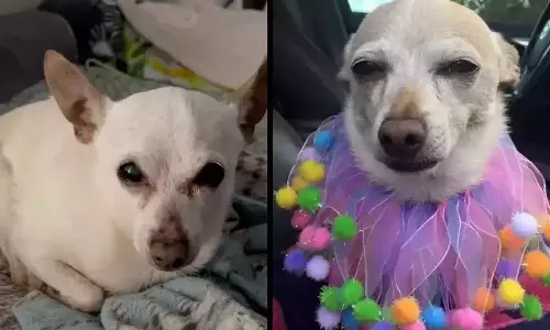 ലോകത്തിലെ ഏറ്റവും പ്രായം കൂടിയ നായ; ഗിന്നസില്‍ ഇടം പിടിച്ച് ടോബികീത്ത്