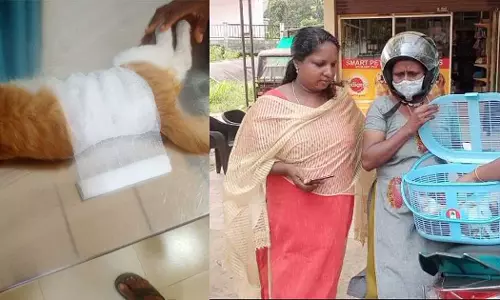 പൂച്ചയെ അയൽവാസി വെടിവെച്ചു; സംഭവം കണ്ട ദമ്പതികൾ തളർന്ന് വീണു