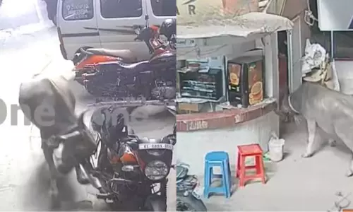 തൃശൂരിൽ പോത്തിന്‍റെ പരാക്രമം; വ്യാപാര സമുച്ചയത്തിൽ ഓടിക്കയറി, നിരവധിപേരെ കുത്തി പരിക്കേൽപ്പിച്ചു