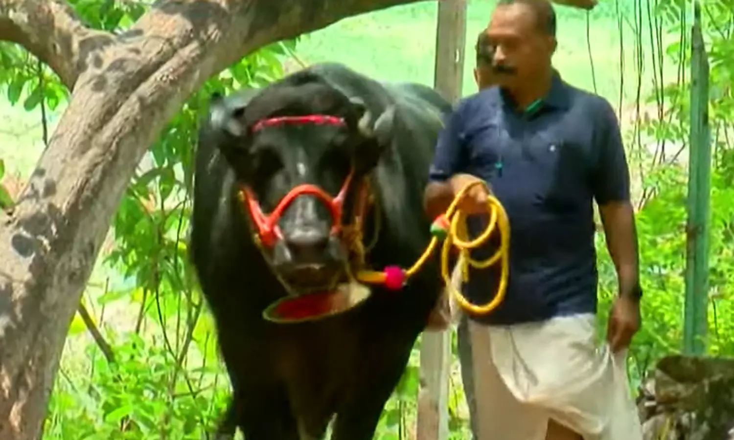 1200 കിലോ തൂക്കമുള്ള തനി രാവണനാണവൻ !