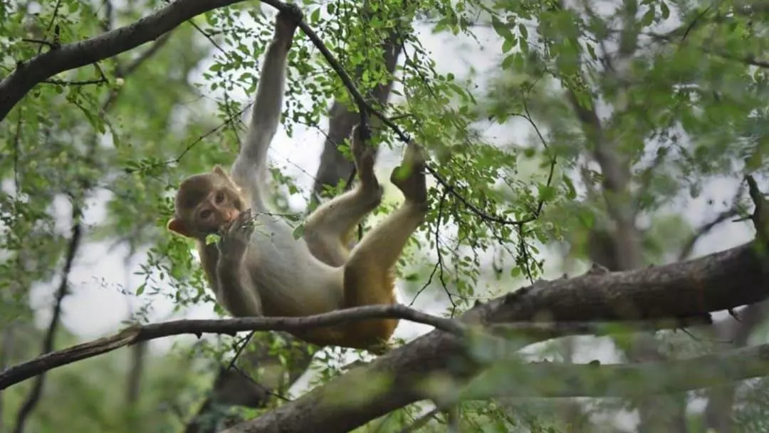 കൊലക്കത്തിയടക്കം തെളിവുകളെല്ലാം കുരങ്ങ് കട്ടു; കൊലപാതകക്കേസിൽ പൊലീസിന്റെ വിശദീകരണം