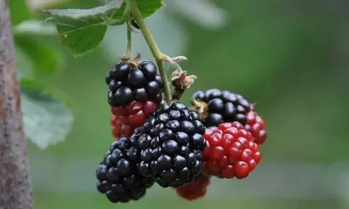 മൾബറി ഇഷ്ടമാണോ? വേനൽക്കാലത്ത് ബെസ്റ്റാണ്