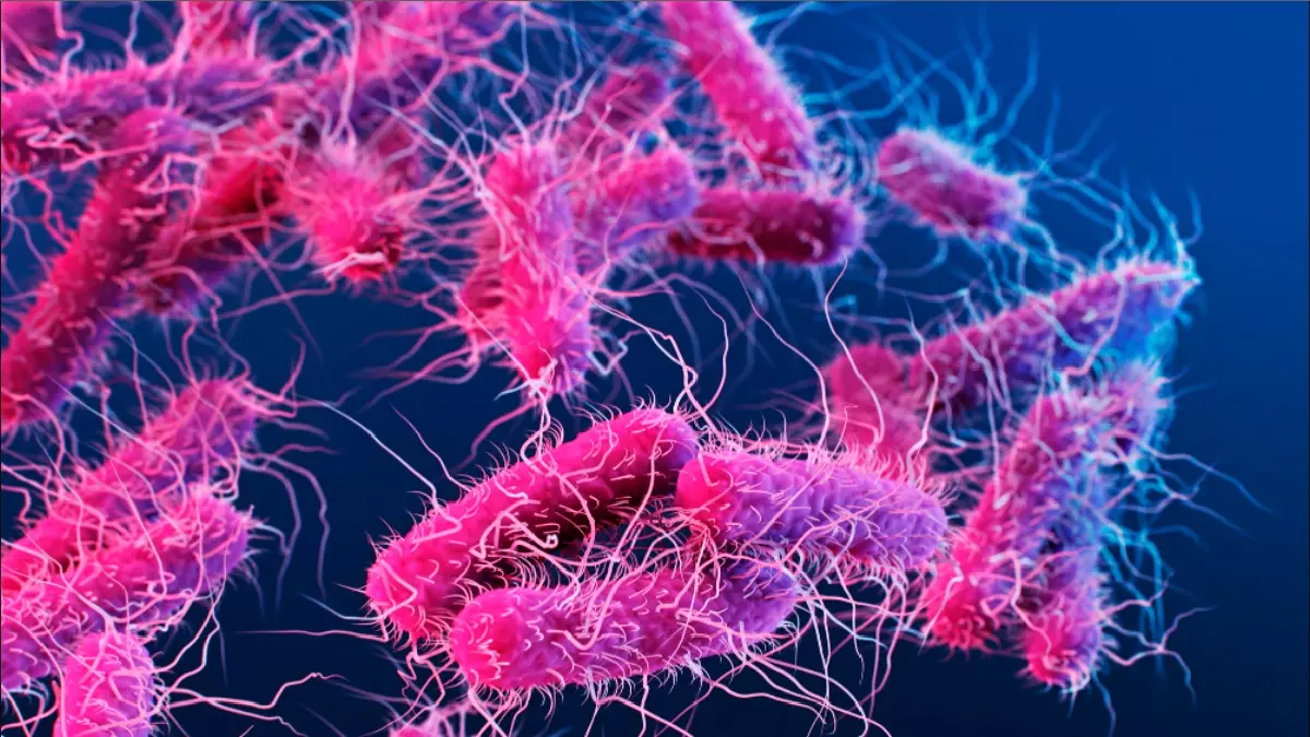 മലപ്പുറം ജില്ലയിൽ ഷിഗെല്ല രോഗം സ്ഥിരീകരിച്ചു