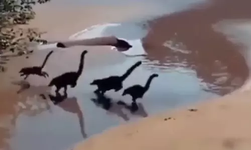 ബീച്ചിൽ ഒരു കൂട്ടം കുട്ടി ദിനോസറുകൾ; വീഡിയോ വൈറല്‍