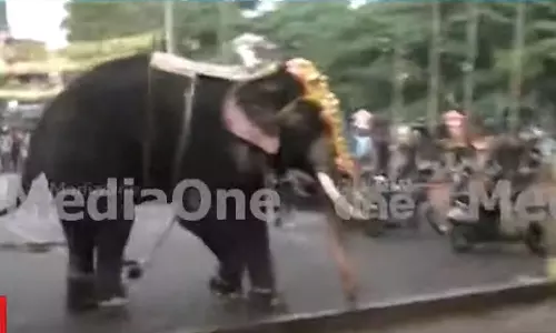 തൃശൂർ പൂരത്തിനിടെ ആന ഇടഞ്ഞു: മിനുട്ടുകള്‍ക്കുള്ളില്‍ തളച്ചു