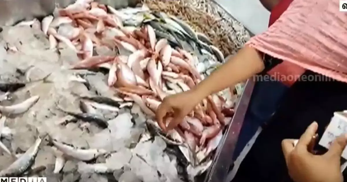 മീൻ കഴിച്ച കുട്ടികൾക്ക് ഭക്ഷ്യവിഷബാധ; മൂവാറ്റുപുഴയിൽ പരിശോധന, ആറ് കിലോ പഴകിയ മീൻ നശിപ്പിച്ചു