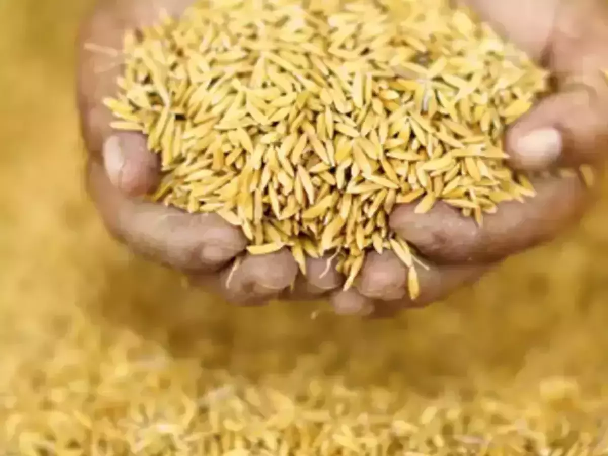 വിളവെടുപ്പ് പൂർത്തിയായിട്ടും നെല്ല് സംഭരണം വൈകുന്നു; പ്രതിസന്ധിയില്‍ തലയോലപ്പറമ്പിലെ കർഷകർ