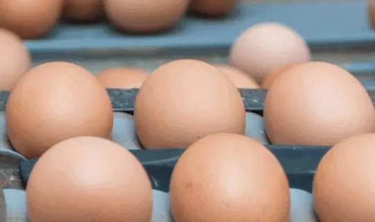 പക്ഷിപ്പനി ഭീതി; ഫ്രാന്‍സില്‍നിന്നുള്ള  കോഴിയിറച്ചിക്കും മുട്ടക്കും താത്കാലിക നിരോധനം