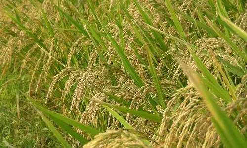 രാജ്യത്ത് രാസവള ക്ഷാമം: ബാധിക്കുക നെൽകർഷകരെ