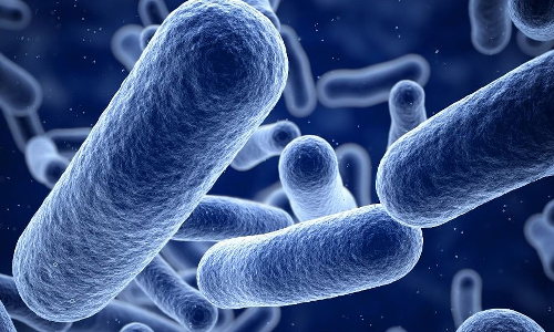 കാസർകോട് കിണർവെള്ളത്തിൽ ഷിഗെല്ല സാന്നിധ്യം കണ്ടെത്തി