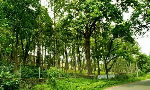 മറയൂരിലെ ചന്ദന മരങ്ങൾക്ക് ഗുരുതര രോഗബാധ; 2000ത്തോളം മരങ്ങള്‍ പിഴുതുമാറ്റും