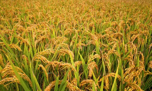 മഴയില്‍ ദുരിതത്തിലായി ആലുവയിലെ നെല്‍ കര്‍ഷകര്‍; വിളവെടുപ്പ് മുടങ്ങി