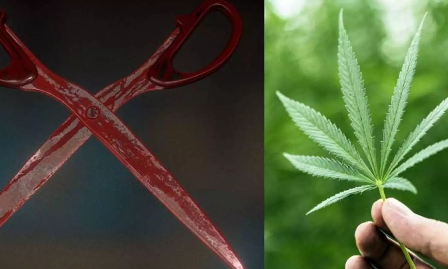 കഞ്ചാവ് ലഹരിയിൽ സ്വന്തം ലിംഗം മുറിച്ച് യുവാവ്; സമൂഹത്തിന്റെ നന്മക്ക് വേണ്ടിയെന്ന് വിശദീകരണം കഞ്ചാവ് ലഹരിയിൽ സ്വന്തം ലിംഗം മുറിച്ച് യുവാവ്; സമൂഹത്തിന്റെ നന്മക്ക് വേണ്ടിയെന്ന് വിശദീകരണം