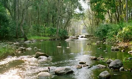 മറയൂരില്‍ പ്രതിവര്‍ഷം ആയിരത്തോളം മരങ്ങൾ രോഗബാധയാൽ നശിക്കാറുണ്ടെന്ന് വനംവകുപ്പ്