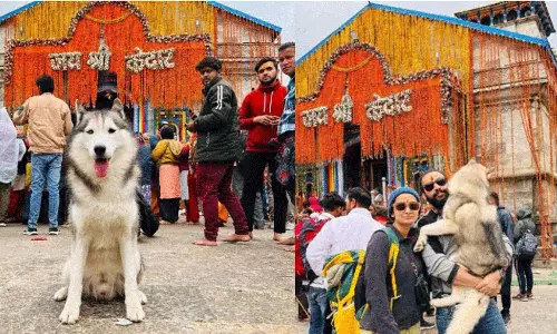 കേദാർനാഥിലേക്ക് വളർത്തുനായയെ കൊണ്ടുപോയി;  വ്‌ളോഗർക്കെതിരെ പരാതിയുമായി ക്ഷേത്രം അധികൃതർ