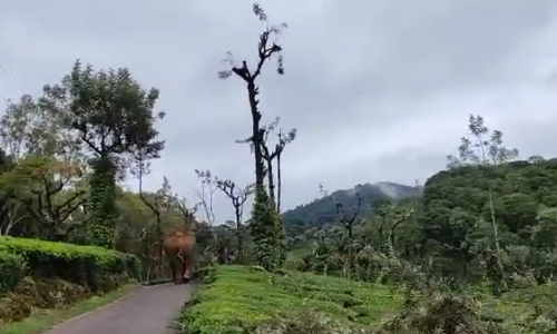 നെല്ലിയാമ്പതി ലില്ലി എസ്റ്റേറ്റിന് സമീപം കാട്ടനയിറങ്ങി; ഗതാഗതം തടസപ്പെട്ടു