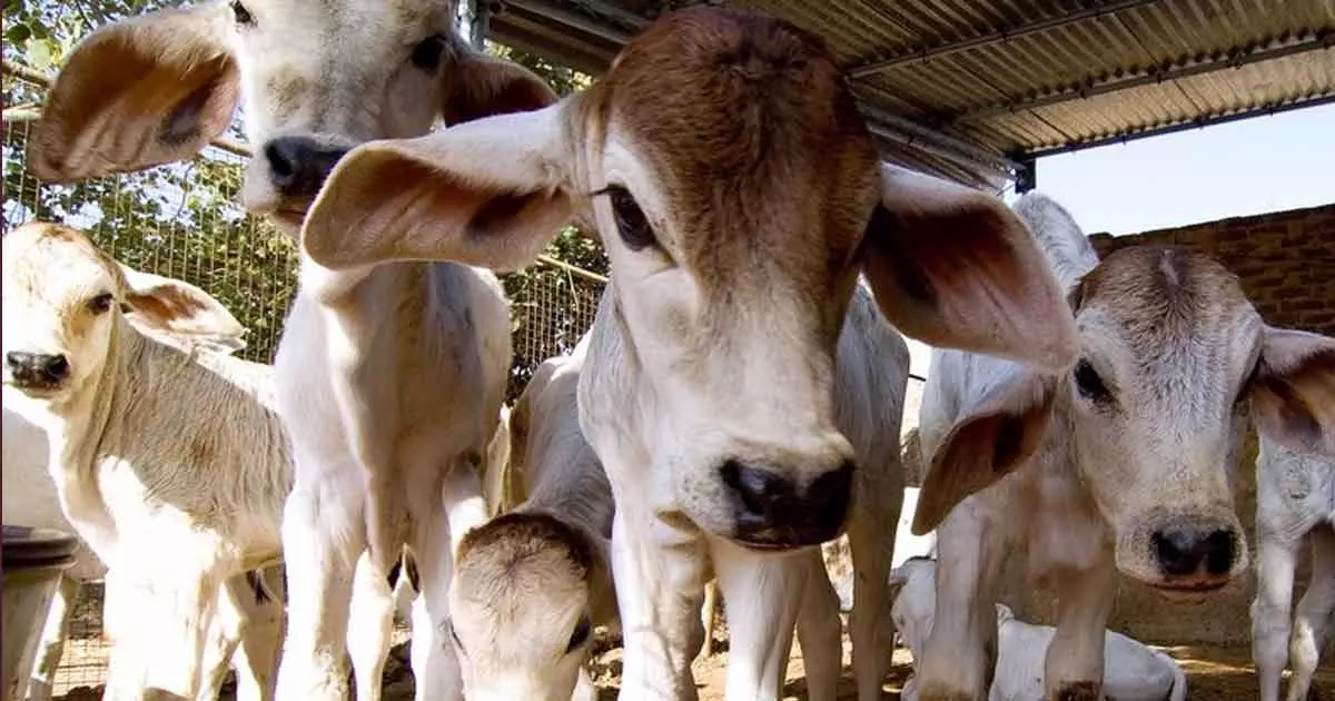 ഗോസേവാ അയോഗിൽ 25000 രൂപ നൽകണമെന്ന് വ്യവസ്ഥ; ഗോവധം തടയൽ നിയമപ്രകാരം അറസ്റ്റിലായയാൾക്ക് ജാമ്യം നൽകി അലഹബാദ് ഹൈക്കോടതി ഗോസേവാ അയോഗിൽ 25000 രൂപ നൽകണമെന്ന് വ്യവസ്ഥ; ഗോവധം തടയൽ നിയമപ്രകാരം അറസ്റ്റിലായയാൾക്ക് ജാമ്യം നൽകി അലഹബാദ് ഹൈക്കോടതി