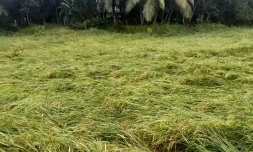 സംസ്ഥാനത്ത് മഴക്കെടുതി രൂക്ഷം; ഈ മാസം മാത്രം 161 കോടിയുടെ കൃഷി നാശം സംസ്ഥാനത്ത് മഴക്കെടുതി രൂക്ഷം; ഈ മാസം മാത്രം 161 കോടിയുടെ കൃഷി നാശം