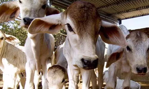 ഗോസേവാ അയോഗിൽ 25000 രൂപ നൽകണമെന്ന് വ്യവസ്ഥ; ഗോവധം തടയൽ നിയമപ്രകാരം അറസ്റ്റിലായയാൾക്ക് ജാമ്യം നൽകി അലഹബാദ് ഹൈക്കോടതി ഗോസേവാ അയോഗിൽ 25000 രൂപ നൽകണമെന്ന് വ്യവസ്ഥ; ഗോവധം തടയൽ നിയമപ്രകാരം അറസ്റ്റിലായയാൾക്ക് ജാമ്യം നൽകി അലഹബാദ് ഹൈക്കോടതി