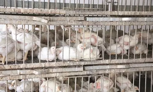 കാലിത്തീറ്റ വിലക്കയറ്റം; കുവൈത്തിലെ ഫാമുടമകള്‍ പ്രതിസന്ധിയില്‍