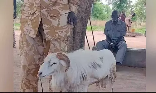 സുഡാനിൽ സ്ത്രീയെ ഇടിച്ചുകൊന്ന മുട്ടനാടിന് മൂന്നുവർഷം തടവ് സുഡാനിൽ സ്ത്രീയെ ഇടിച്ചുകൊന്ന മുട്ടനാടിന് മൂന്നുവർഷം തടവ്