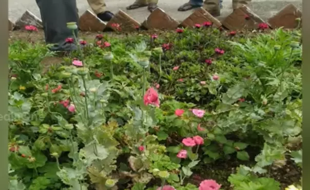 മൂന്നാറിൽ മാരക ലഹരിയായ കറുപ്പ് ഉത്പാദിപ്പിക്കുന്ന പോപ്പിയം ചെടികൾ പിടികൂടി