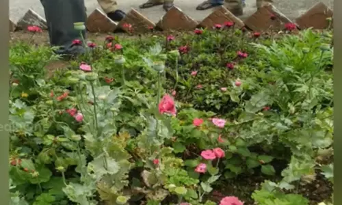 മൂന്നാറിൽ മാരക ലഹരിയായ കറുപ്പ് ഉത്പാദിപ്പിക്കുന്ന പോപ്പിയം ചെടികൾ പിടികൂടി