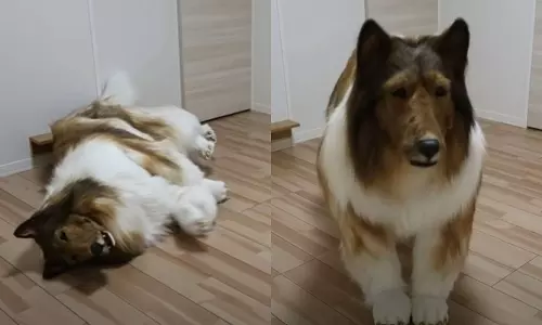 നായയായി മാറാന്‍ യുവാവ് മുടക്കിയത് 12 ലക്ഷം രൂപ; വൈറലായി രൂപമാറ്റത്തിന്‍റെ വീഡിയോ