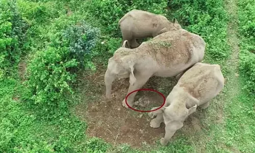 ചത്ത പശുക്കുട്ടിയുടെ മൃതദേഹവുമായി ആനക്കൂട്ടം നടന്നത് 35 കിലോമീറ്റർ